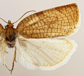 Female. © Jason J. Dombroskie. Image used with permission.